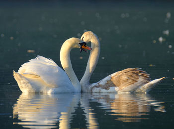 Swans swimming in lake