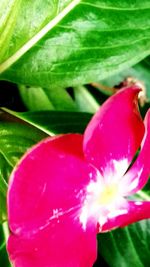 Close-up of pink flower