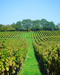 Scenic view of agricultural field against clear sky