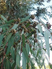 Low angle view of plants on tree