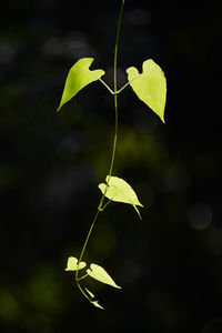 Close-up of yellow leaves on plant