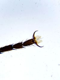 Close-up of insect on white background