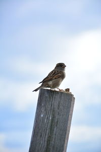 Low angle view of bird perching on wooden post against sky