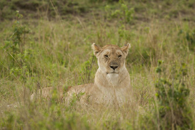 Portrait of lion in the field