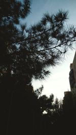 Low angle view of silhouette trees against sky