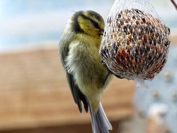 Close-up of bird perching on feeder