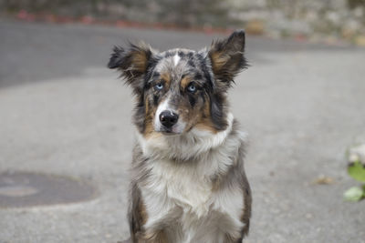 Close-up portrait of dog