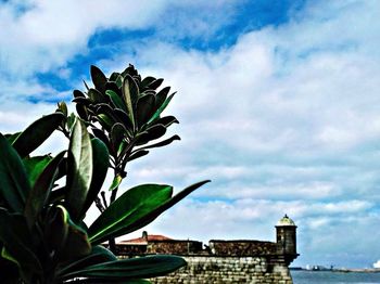 View of plants against cloudy sky