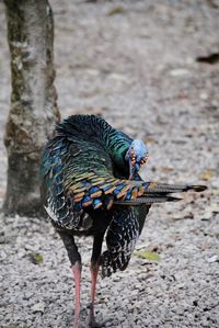 Close-up of peacock