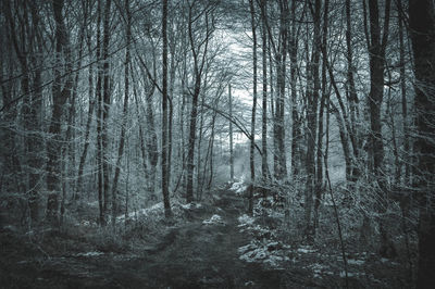 Bare trees in forest