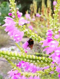Close-up of honey bee on pink flower