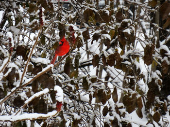 Bird perching on branch