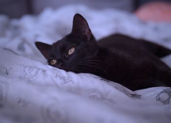 Close-up of cat lying on bed