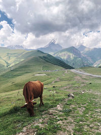 Horses in a field