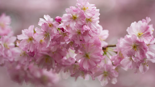 Close-up of pink cherry blossoms