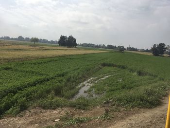 Scenic view of agricultural field against sky