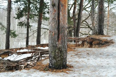 Trees in forest during winter