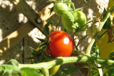 Close-up of tomatoes on tree