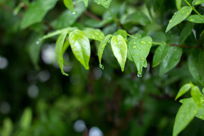 Close-up of wet plants