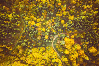 Close-up of yellow flowering plants by water