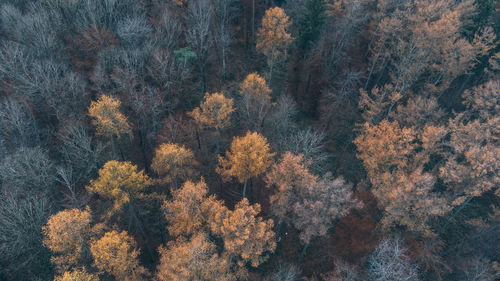 Trees in forest during autumn