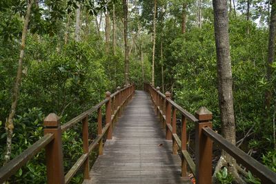 Footbridge amidst trees in forest