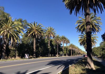 Palm trees by road against clear sky