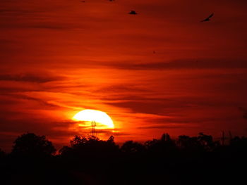 Silhouette bird against orange sky