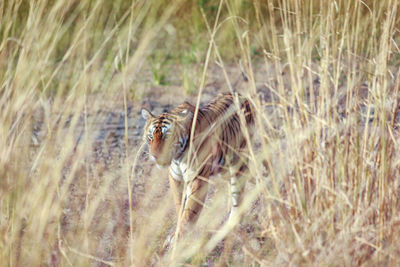 View of an animal running on grass