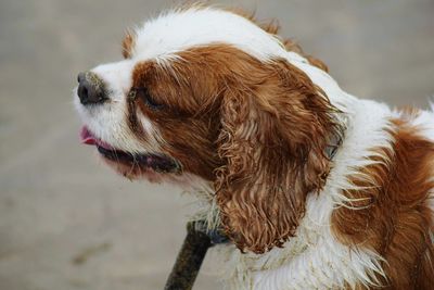 Close-up of dog