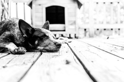 Dog sleeping on wood