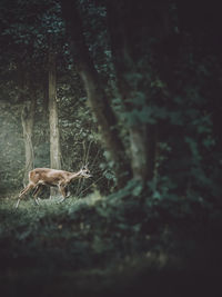 Deer in a forest