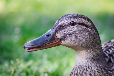 Close-up of a bird