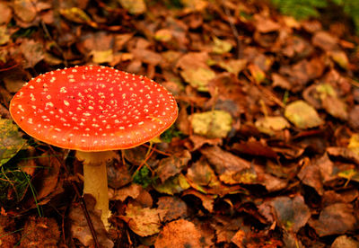 mushroom