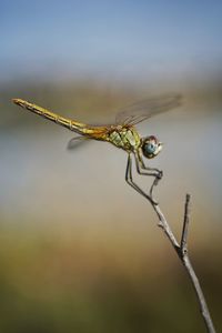 Close-up of dragonfly on twig