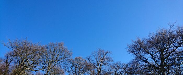 Low angle view of bare trees against clear blue sky