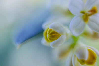 Close-up of white flower