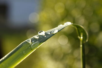 Close-up of water drop on leaf