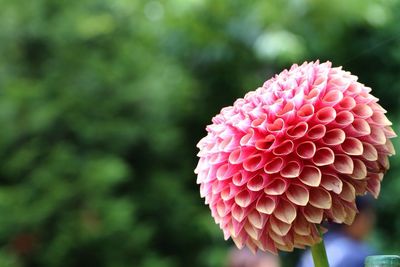 Close-up of pink flower