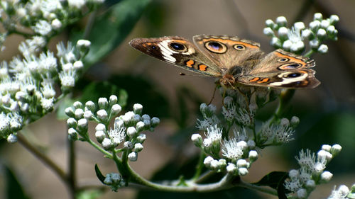 Close-up of butterfly pollinating on flower