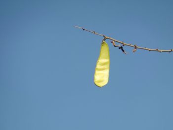 Low angle view of hanging against clear blue sky