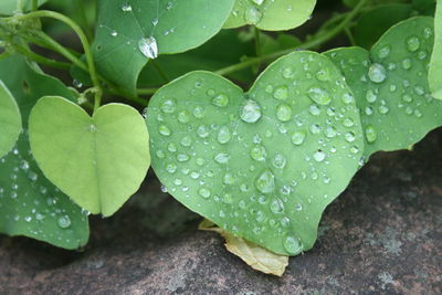 Close-up of raindrops on leaf