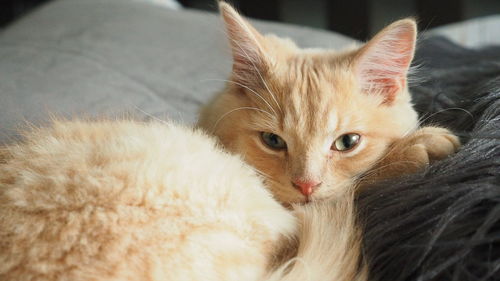 Close-up portrait of cat lying down