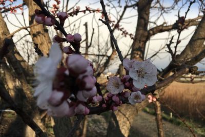 Close-up of cherry blossoms in spring