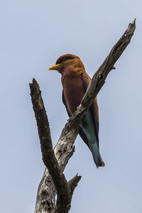 Low angle view of bird perching on tree against sky