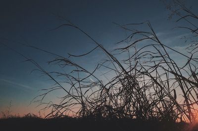 Silhouette of bare tree against sunset sky