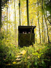 View of bamboo trees in forest