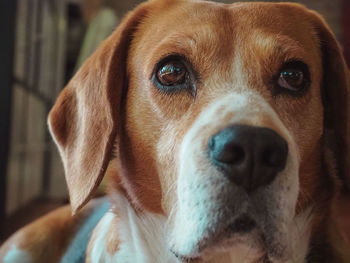 Close-up portrait of dog