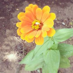 Close-up of yellow flower