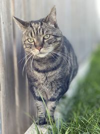 Close-up portrait of a cat sitting on field